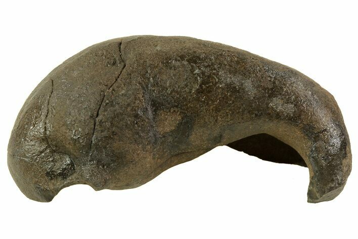 Fossil Whale Ear Bone - Miocene #69677